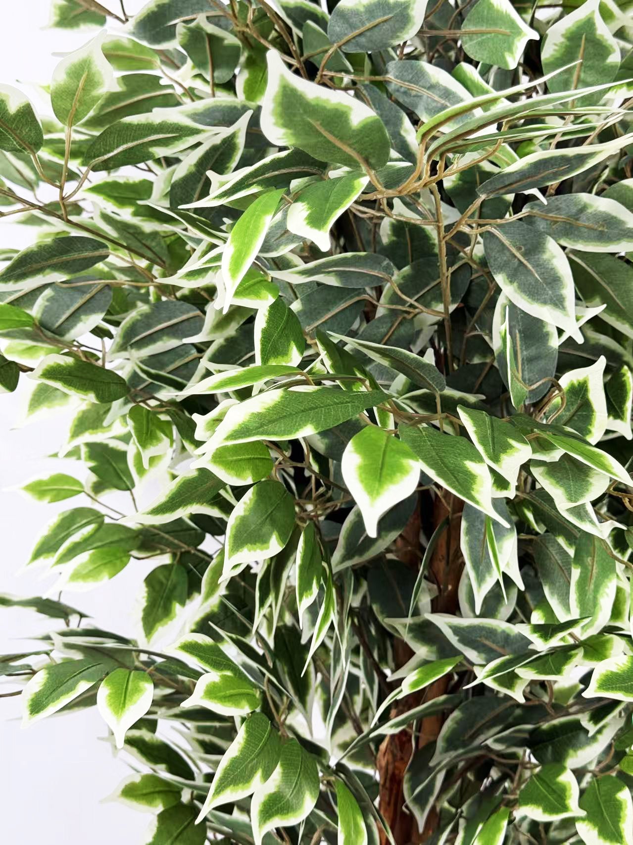 Plante artificielle ficus variegata H180