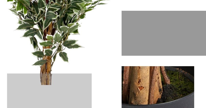 Planta artificial ficus variegata H180 - Vintahome