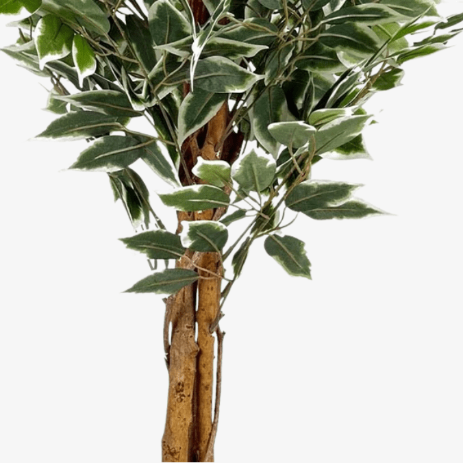 Planta artificial ficus variegata H180 - Vintahome