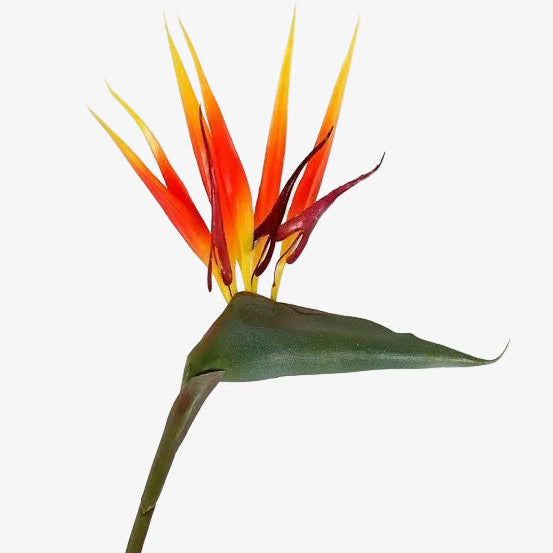 Planta Strelitzia ave del paraiso H135