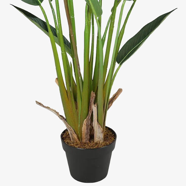 Planta Strelitzia ave del paraiso H135