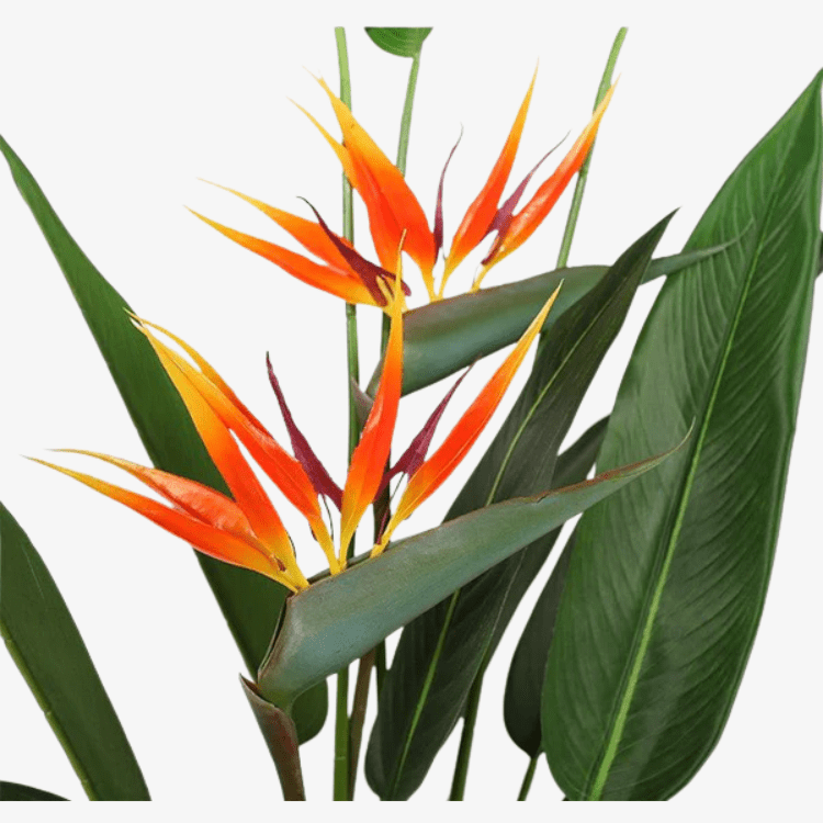 Planta Strelitzia ave del paraiso H135 - Vintahome