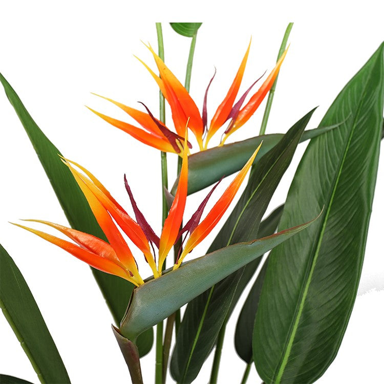 Planta Strelitzia ave del paraiso