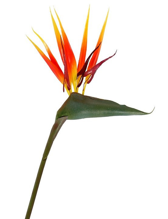 Planta Strelitzia ave del paraiso