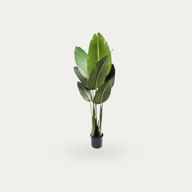 Plantas Decorativas - Vintahome