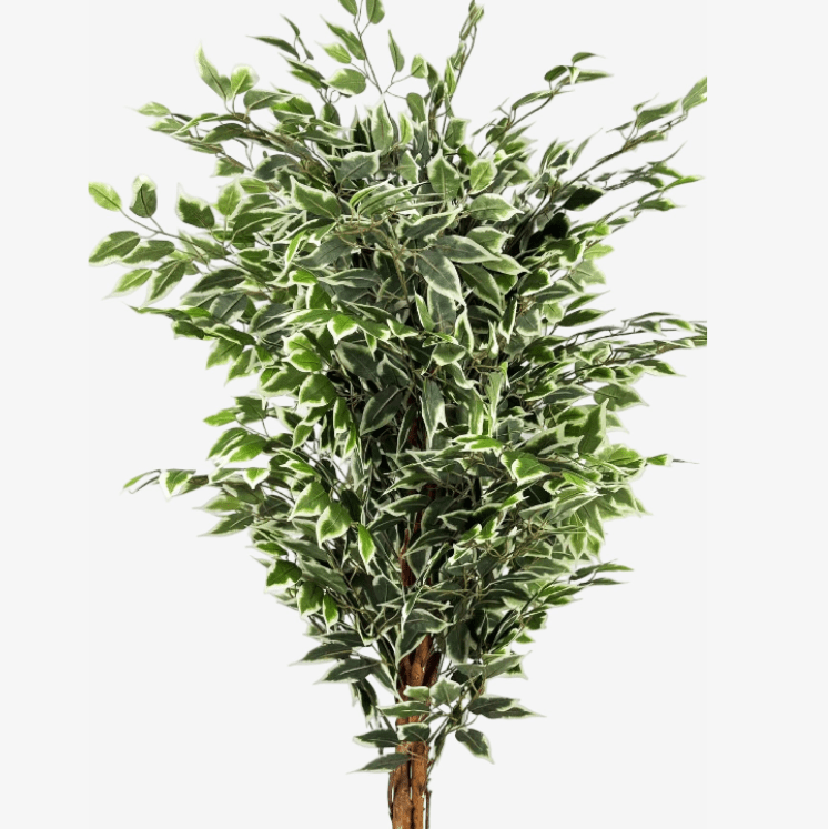 Planta artificial ficus variegata H180 - Vintahome