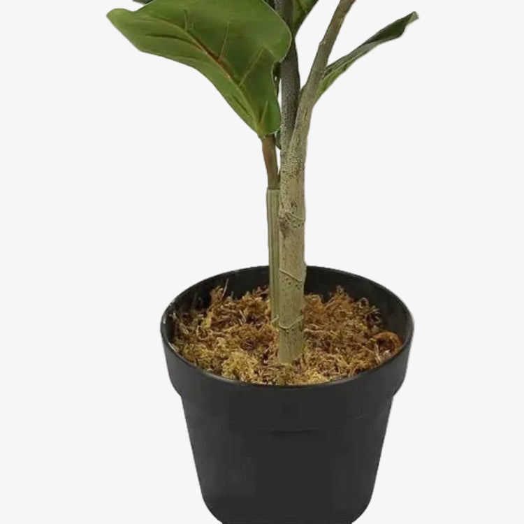 Planta de ficus artificial H175