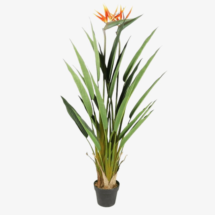 Planta Strelitzia ave del paraiso H135 - Vintahome