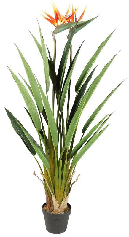 Planta Strelitzia ave del paraiso - Vintahome