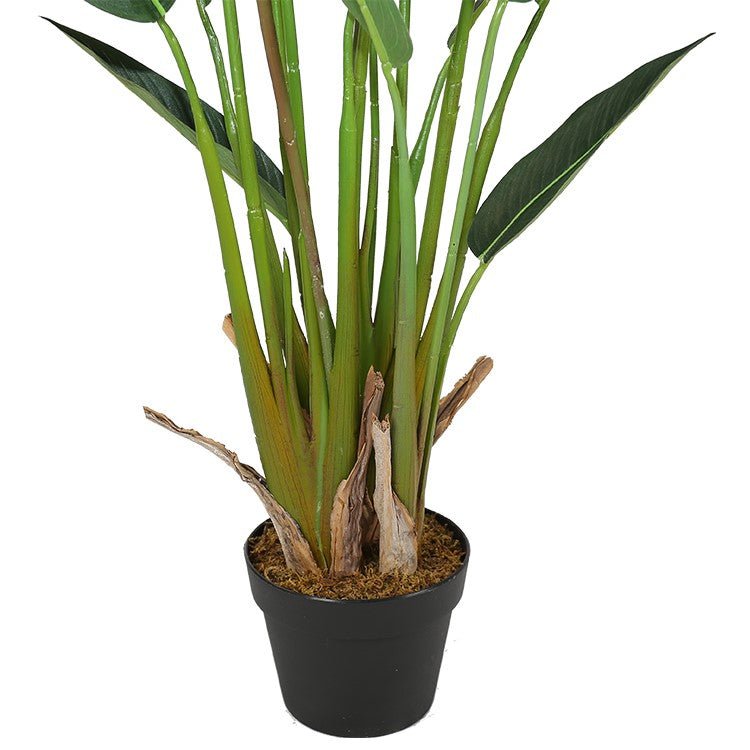Planta Strelitzia ave del paraiso - Vintahome